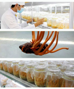 Đông trùng hạ thảo Toro - Sấy thăng hoa nguyên sợi cải thiện chức năng sinh lý - Hũ 10g 14 2 303c4401aeae486a944ff759ca8d3f46