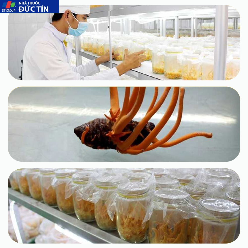 Đông trùng hạ thảo Toro - Sấy thăng hoa nguyên sợi cải thiện chức năng sinh lý - Hũ 10g 32 2 303c4401aeae486a944ff759ca8d3f46