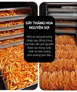 Đông trùng hạ thảo Toro - Sấy thăng hoa nguyên sợi cải thiện chức năng sinh lý - Hũ 10g 16 5 9f44962dfd77435ea1aaacee020841f1