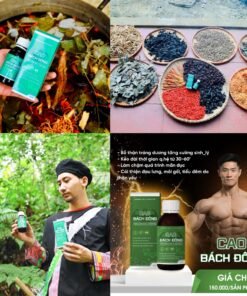 Cao bách đông rừng cúc phương chính hãng 9 caobach3