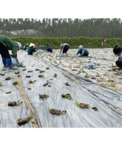 Cao xạ đen nguyên chất,cao cô đặc tự nhiên từ cây xạ đen giúp cải thiện giấc ngủ,hỗ trợ chức năng gan,ngăn ngừa U.T 16 caoxaden6