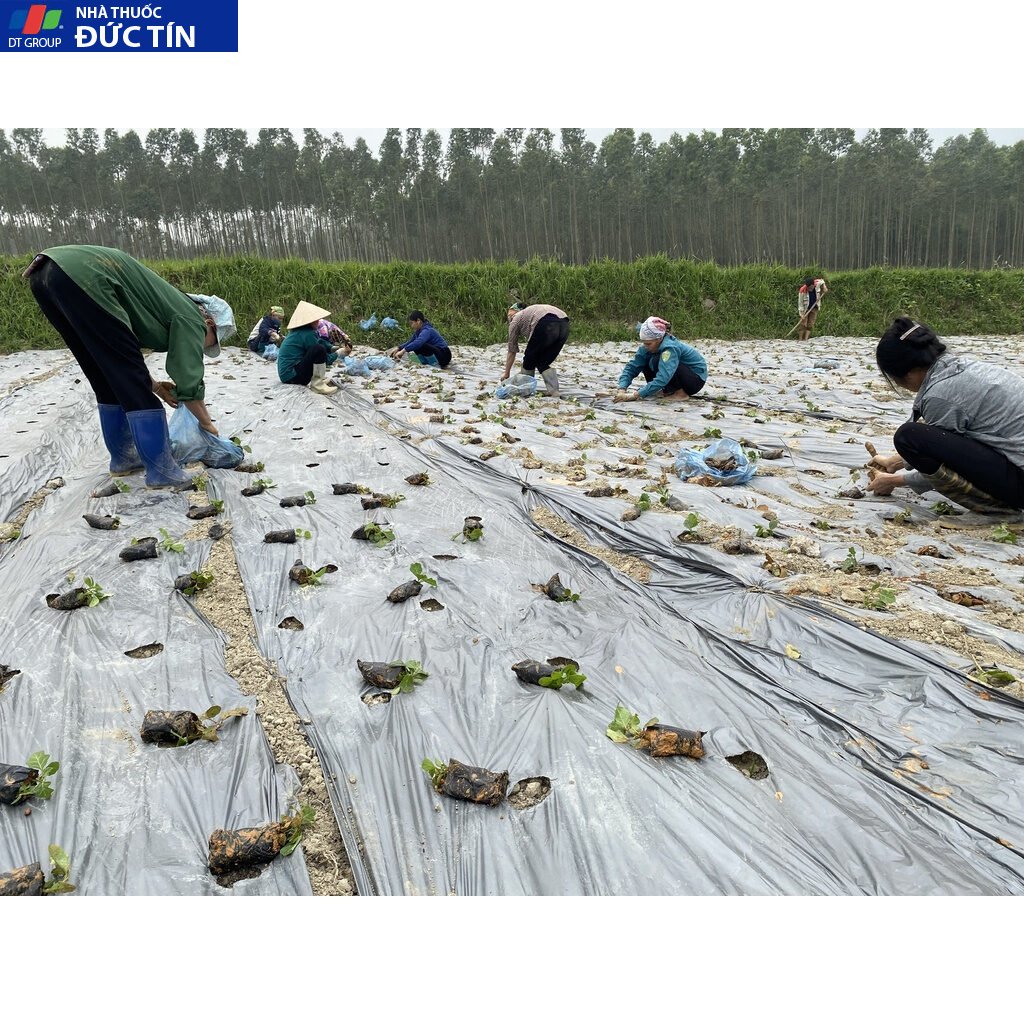 Cao xạ đen nguyên chất,cao cô đặc tự nhiên từ cây xạ đen giúp cải thiện giấc ngủ,hỗ trợ chức năng gan,ngăn ngừa U.T 23