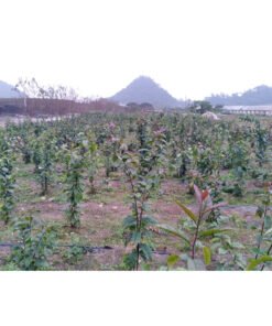 Cao xạ đen nguyên chất,cao cô đặc tự nhiên từ cây xạ đen giúp cải thiện giấc ngủ,hỗ trợ chức năng gan,ngăn ngừa U.T 19 caoxaden9