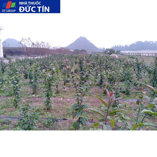 Cao xạ đen nguyên chất,cao cô đặc tự nhiên từ cây xạ đen giúp cải thiện giấc ngủ,hỗ trợ chức năng gan,ngăn ngừa U.T 20