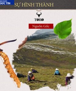 dong trung ha thao cao cap nguyen con tang cuong sinh ly boi bo co the 5g 1