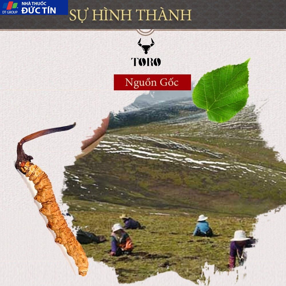 dong trung ha thao cao cap nguyen con tang cuong sinh ly boi bo co the 5g 1