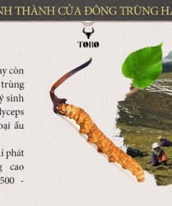 dong trung ha thao nguyen con 03 803238aa54ca4833a246a2ba5b0daa7f