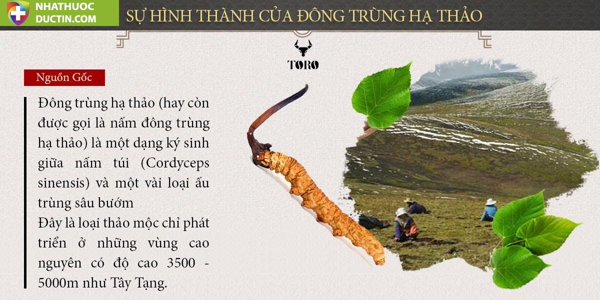 dong trung ha thao nguyen con 03 803238aa54ca4833a246a2ba5b0daa7f