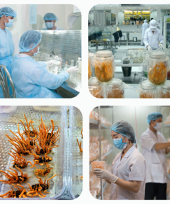 Đông trùng hạ thảo Toro - Sấy thăng hoa nguyên sợi cải thiện chức năng sinh lý - Hũ 10g 21 dong trung ha thao toro say thang hoa nguyen soi cai thien chuc nang sinh ly hu 10g 1