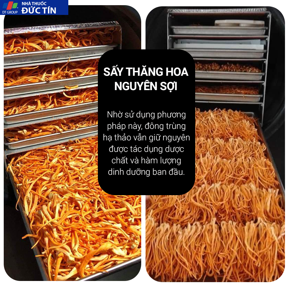 Đông trùng hạ thảo Toro - Sấy thăng hoa nguyên sợi cải thiện chức năng sinh lý - Hũ 10g 34 dong trung ha thao toro say thang hoa nguyen soi cai thien chuc nang sinh ly hu 10g 3