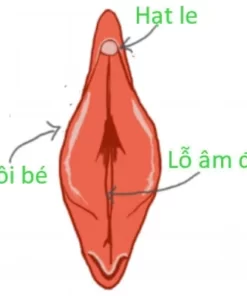 vien dat ovafit se khit am dao.png