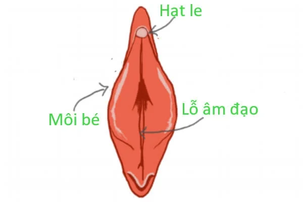 Viên đặt OvaFit giúp se khít, làm hồng cô bé 17 vien dat ovafit se khit am dao.png