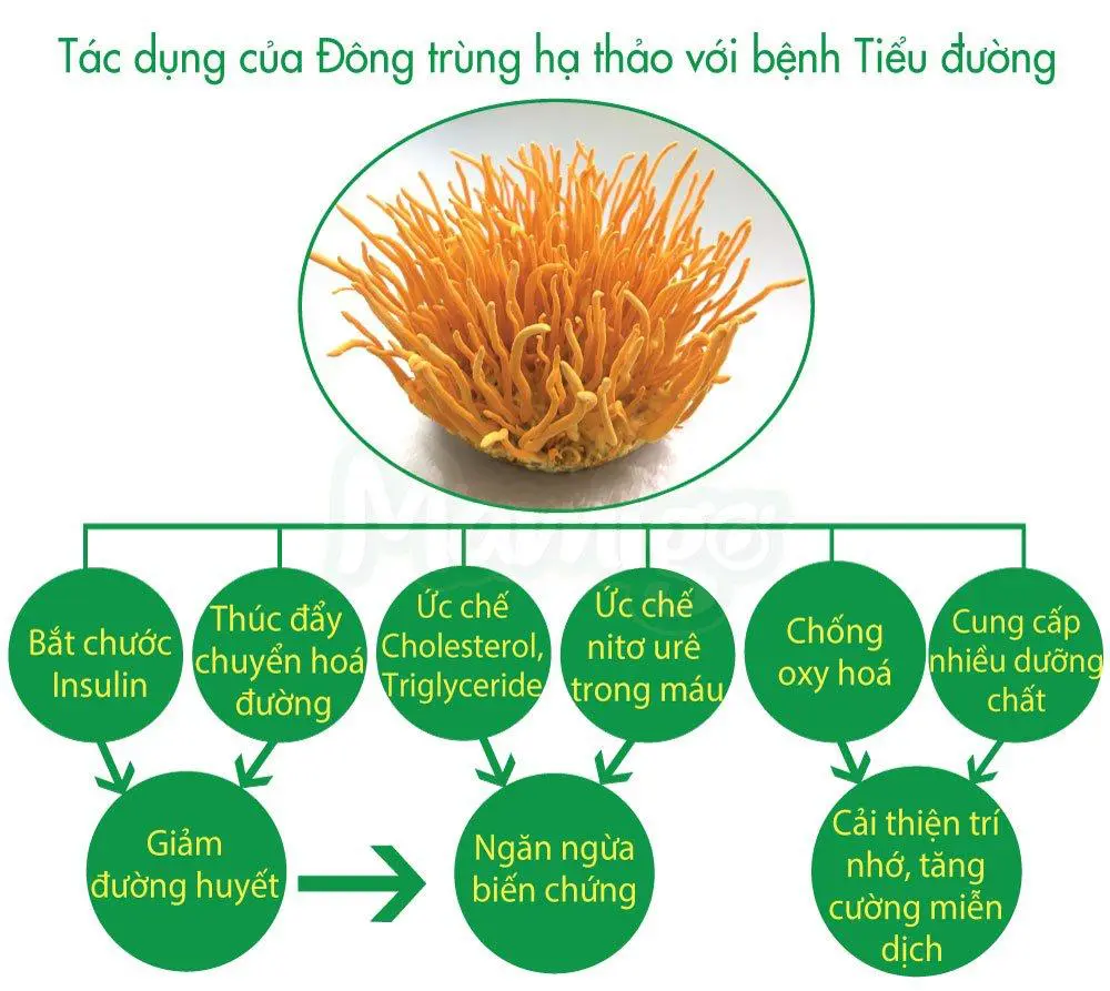 Sữa non thảo dược Mamigo - Hỗ trợ ổn định đường huyết và ngăn ngừa biến chứng 24 image002 4