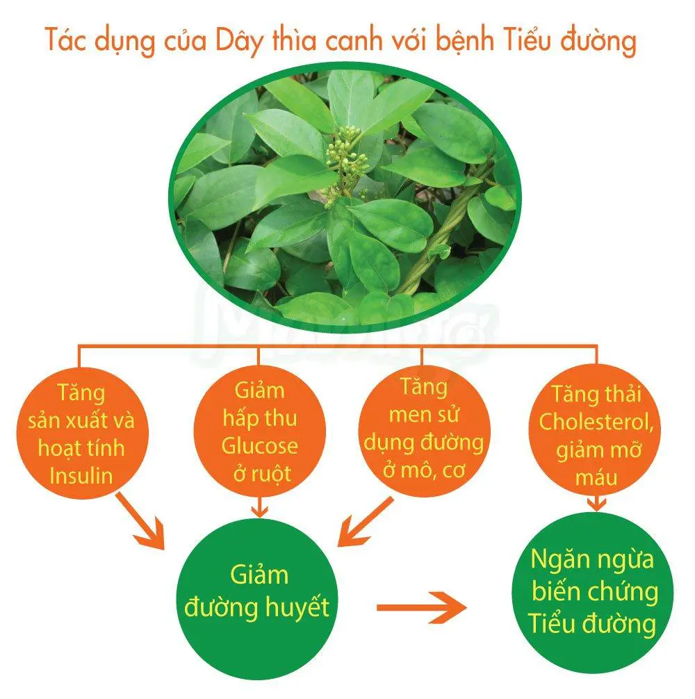 Sữa non thảo dược Mamigo - Hỗ trợ ổn định đường huyết và ngăn ngừa biến chứng 23 image003 4