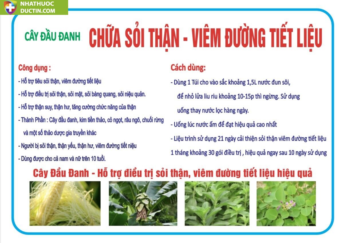 cây đầu đanh trị sỏi thận viêm đường tiết niệu 4 caydaudanh 1