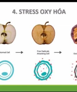 Alternative view of Trà Unimate Chanh Gừng Tăng Cường Hóc Môn Hạnh Phúc, Tăng Năng Lượng Cho Cơ Thể, Chống Teo Não, Giúp Bạn Tỉnh Táo Hơn