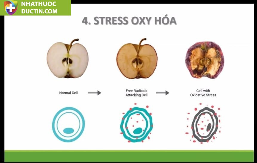 Trà Unimate Chanh Gừng Tăng Cường Hóc Môn Hạnh Phúc, Tăng Năng Lượng Cho Cơ Thể, Chống Teo Não, Giúp Bạn Tỉnh Táo Hơn 16 unimate1