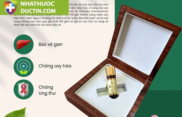 Nấm ngưu chương Quốc bảo Đài Loan – “Viên hồng ngọc” trong rừng 8 Nấm ngưu chương Quốc bảo Đài Loan – “Viên hồng ngọc” trong rừng - Ảnh 8