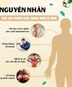 Trà Bổ Thận Dương - Chống Xuất Tinh Sớm, Rối Loạn Cương Dương, Bổ Thận Tráng Dương 15 bothan9
