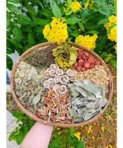 Trà Lá Nam Thiên An Hộp 30 Túi Lọc Hỗ Trợ Giảm Cân, Giảm Mỡ, Mát Gan, Tốt Cho Tiêu Hóa Chống Lão Hóa 13 lanm6