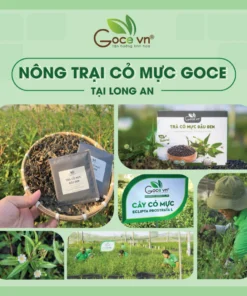 Trà cỏ mực đậu đen túi lọc Goce - Bổ thận mát gan 13 tuilocgochi5